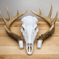 3D Print Deer Skull